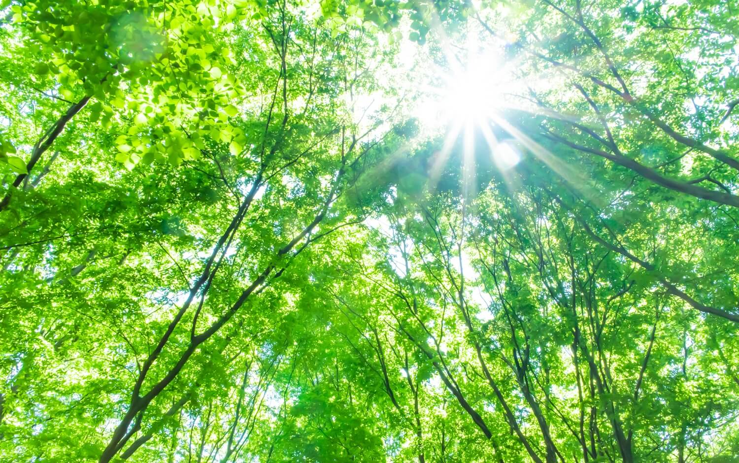 写真:太陽の光がやさしく当たる森の様子