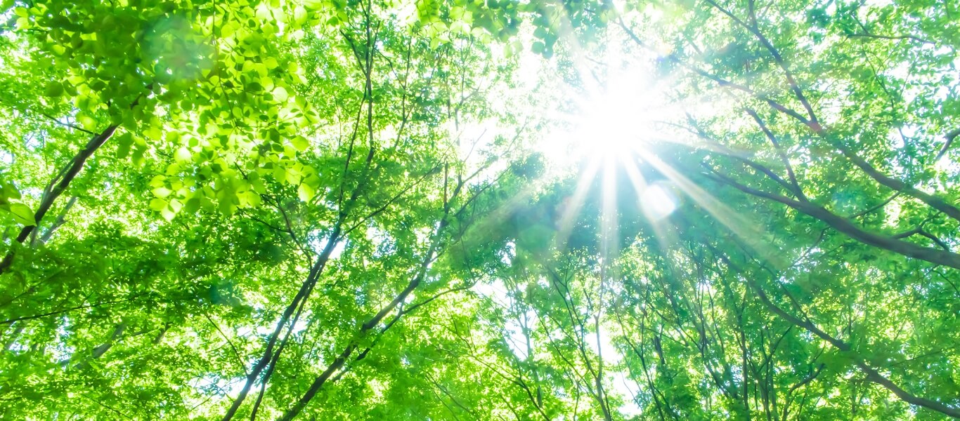写真:太陽の光がやさしく当たる森の様子